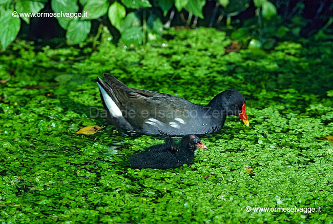 Gallinella d'acqua e pulcino